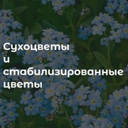 5 Сухоцветы и стабилизированные цветы