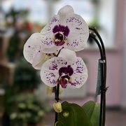 Орхидея Фаленопсис каскад 60 см 1 ств