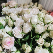 Роза кустовая