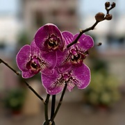 Орхидея 65см