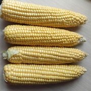 Кукуруза свежая