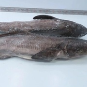 Кобия с/м, вес ~2 кг