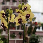 Орхидея Фаленопсис 45 см 2 ств