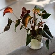 Антуриум Рейнбоу