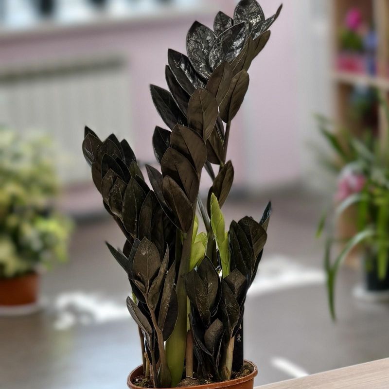 Замиакулькас Равен черный 