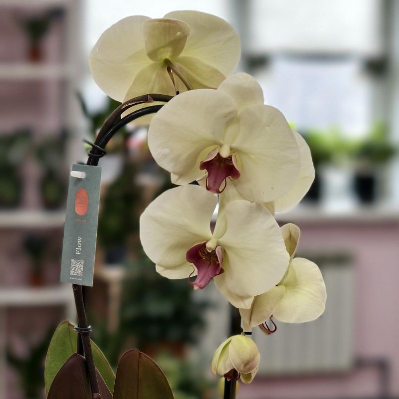 Орхидея Фаленопсис каскад 60 см 1 ств 