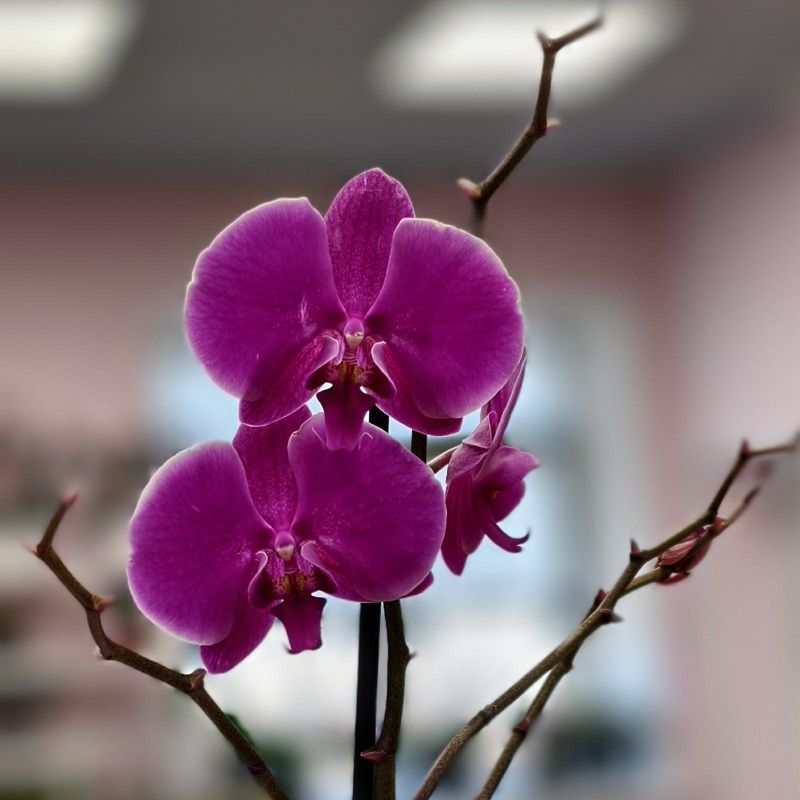 Орхидея 65см 