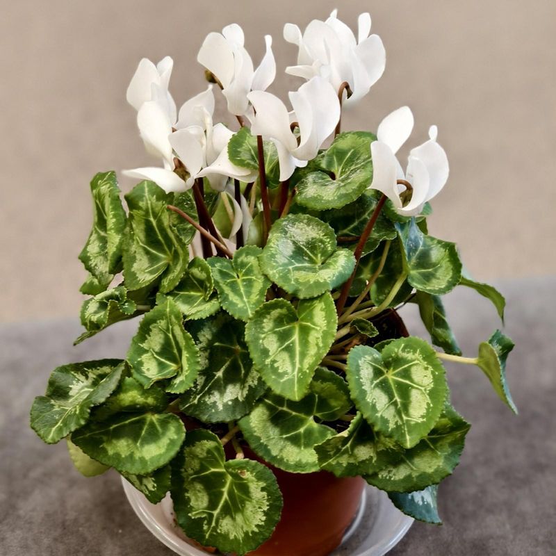 Цикламен белый 