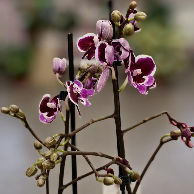 Орхидея 45см 