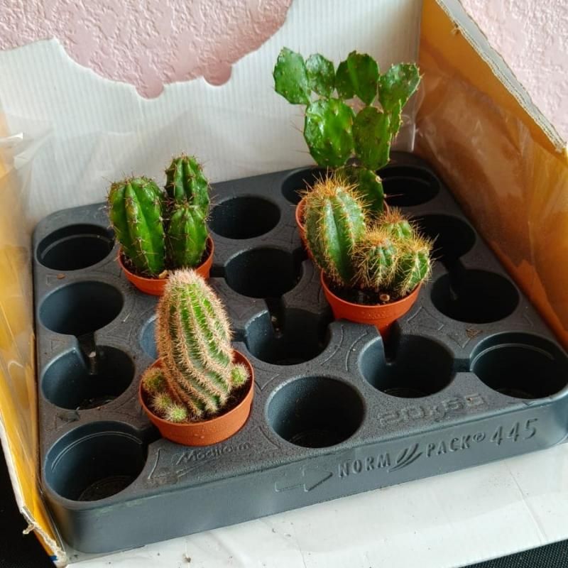 Кактусы микс 