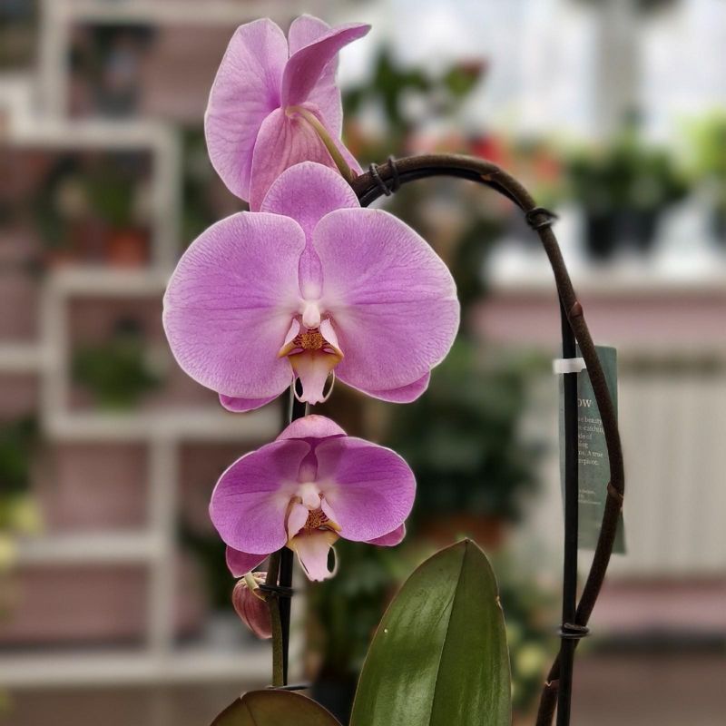 Орхидея Фаленопсис каскад 60 см 1 ств 