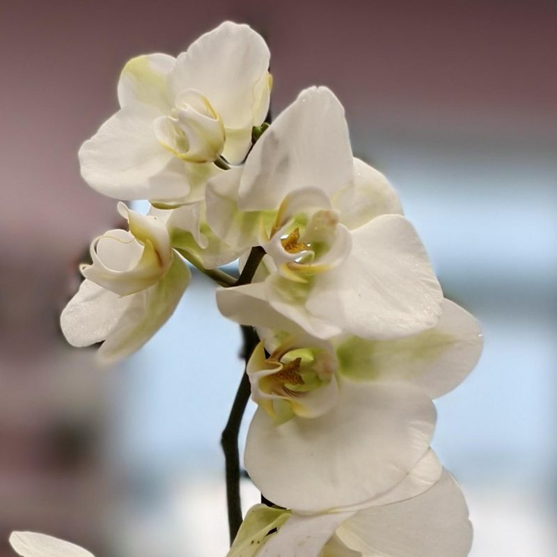 Орхидея 65см 