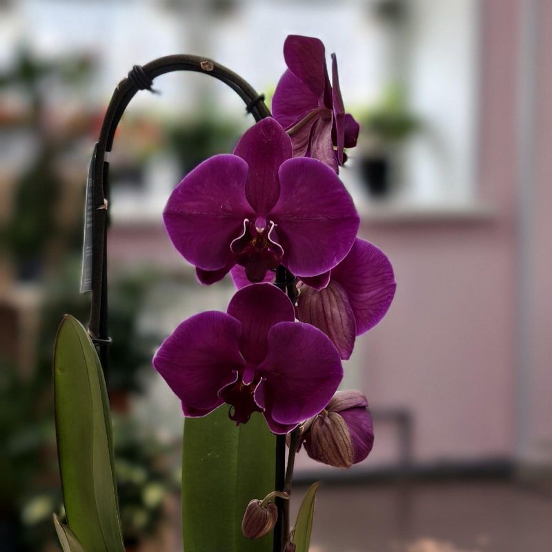 Орхидея Фаленопсис каскад 60 см 1 ств 