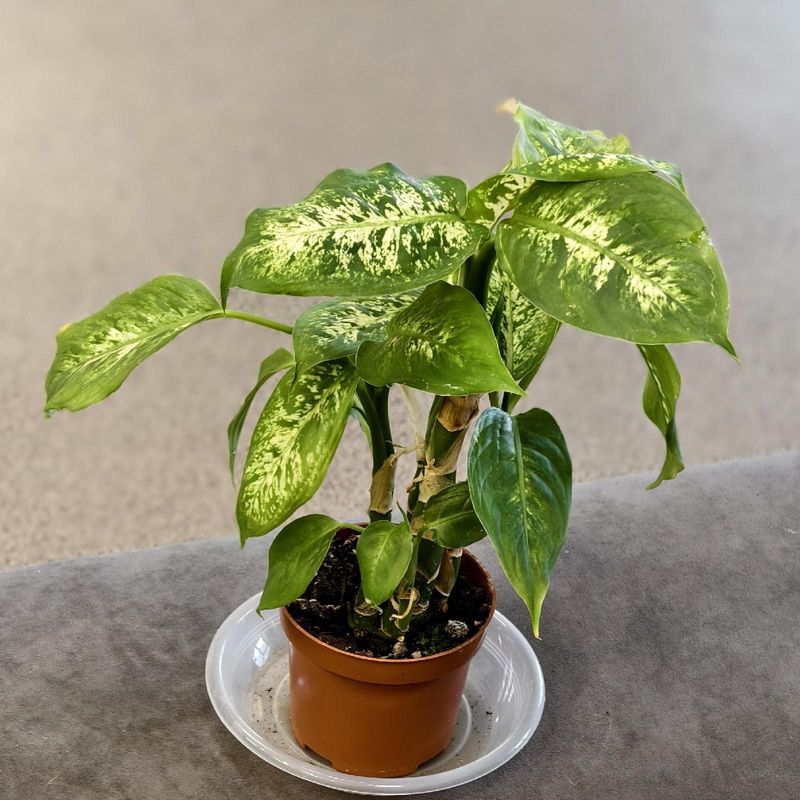 Диффенбахия 