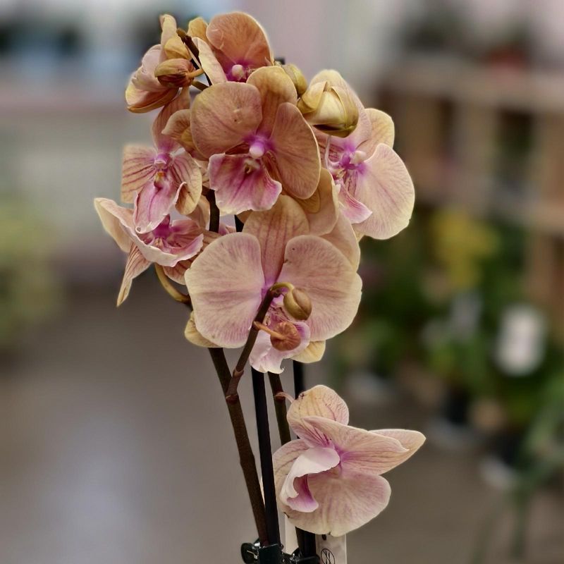 Орхидея 45см 