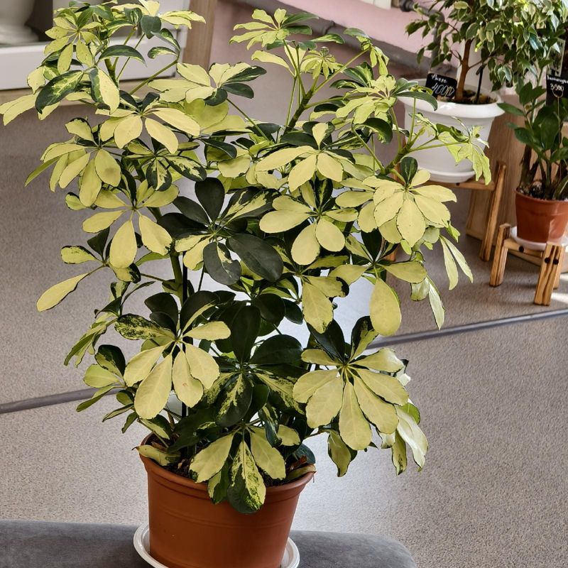 Шеффлера Мелани 