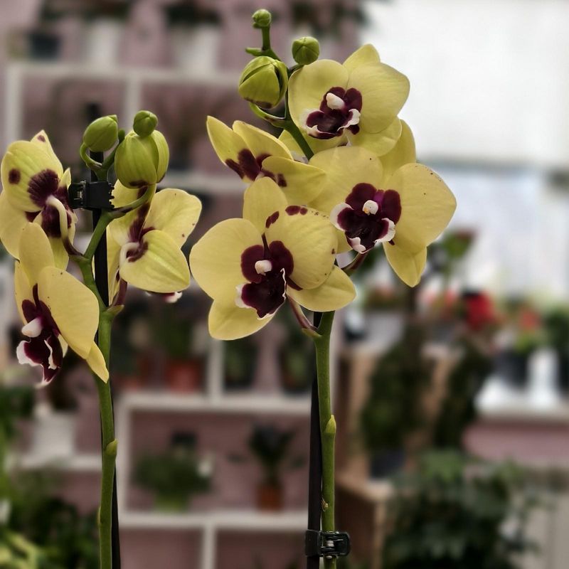 Орхидея Фаленопсис 45 см 2 ств 