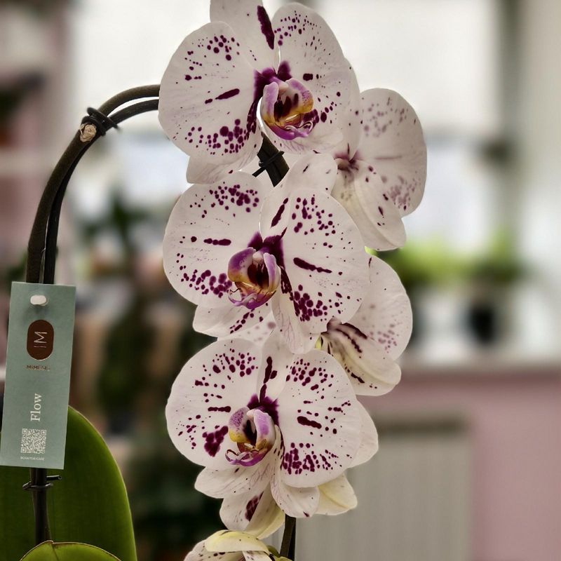 Орхидея Фаленопсис каскад 60 см 1 ств 