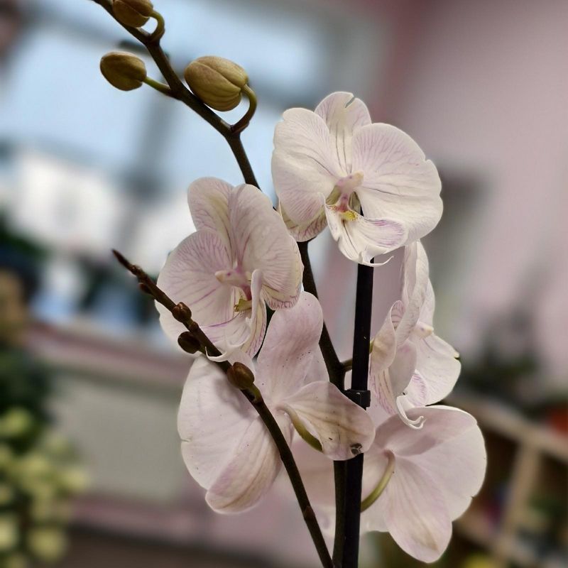 Орхидея 65см 