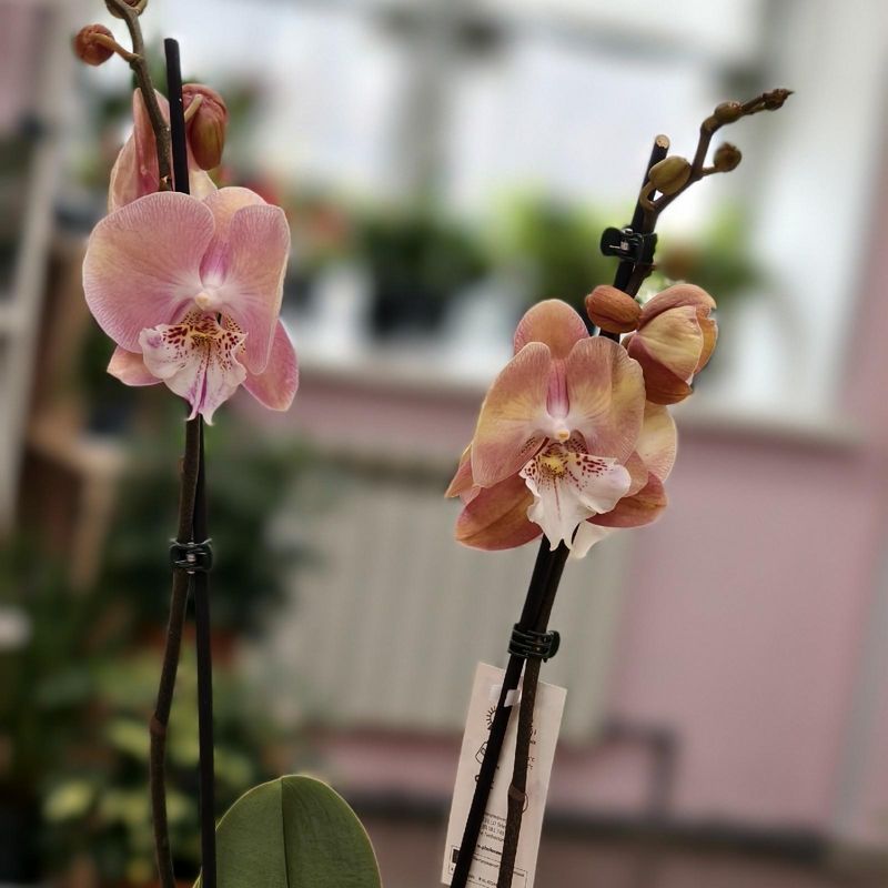 Орхидея Фаленопсис 45 см 2 ств 