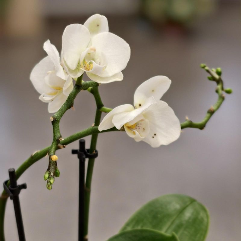 Орхидея 45см 