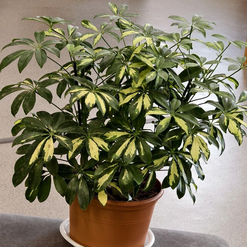 Шеффлера Герда 