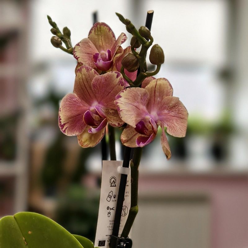 Орхидея Фаленопсис 45 см 2 ств 