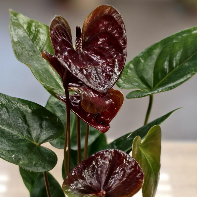 Антуриум Эссенция 