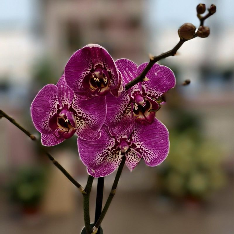 Орхидея 65см 