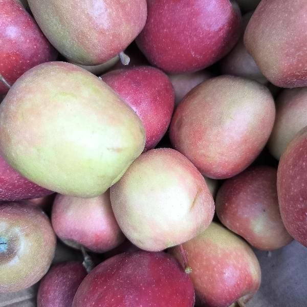 Яблоки Ред Чиф 