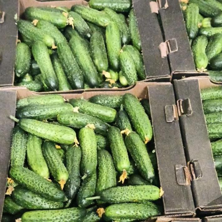 Огурцы Бела дача 