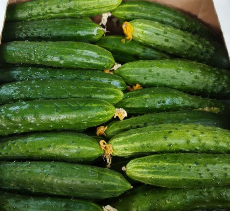 Огурцы Бела дача 