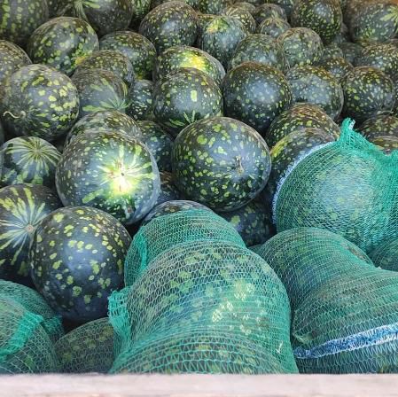 Арбуз Холодок 