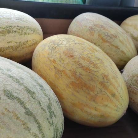 Дыня Торпеда 