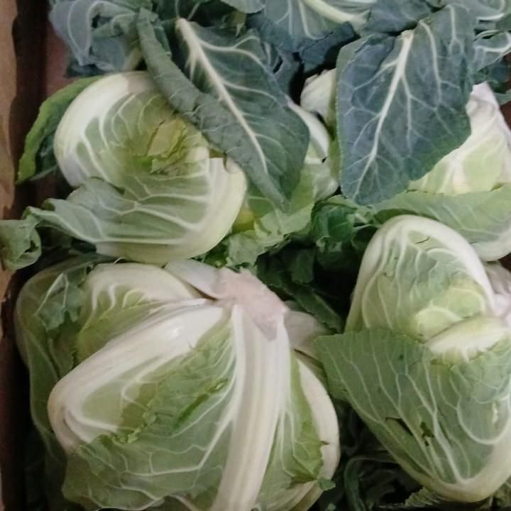 Капуста цветная 
