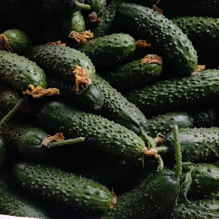 Огурцы корнишоны 