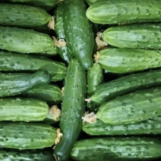 Огурцы белая дача 