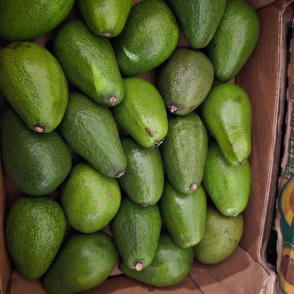 Авокадо, вес ок.4кг 