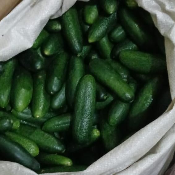 Огурцы луховицкие, 10 кг 