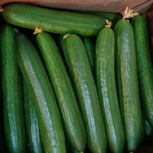 Огурцы длинные 