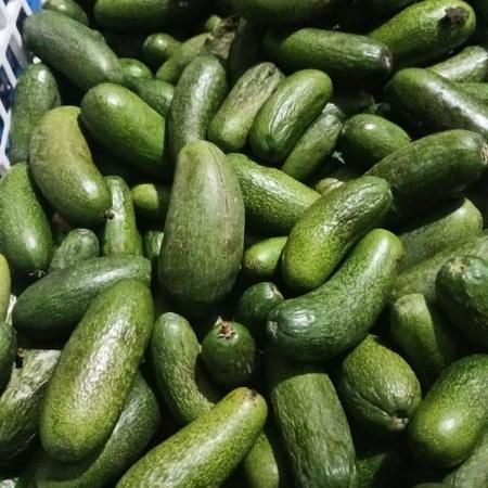 Авокадо без косточки 