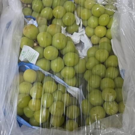 Виноград китайский 