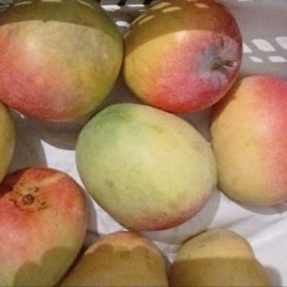 Манго розовый, Перу 