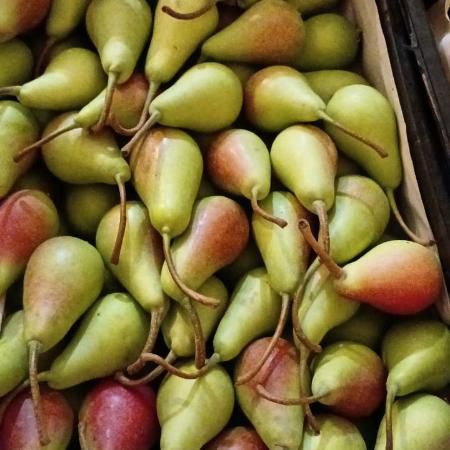 Груша Лесная красавица, новый урожай 