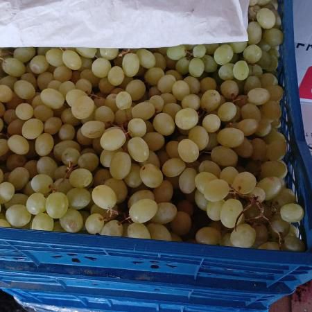 Киш-миш зеленый 