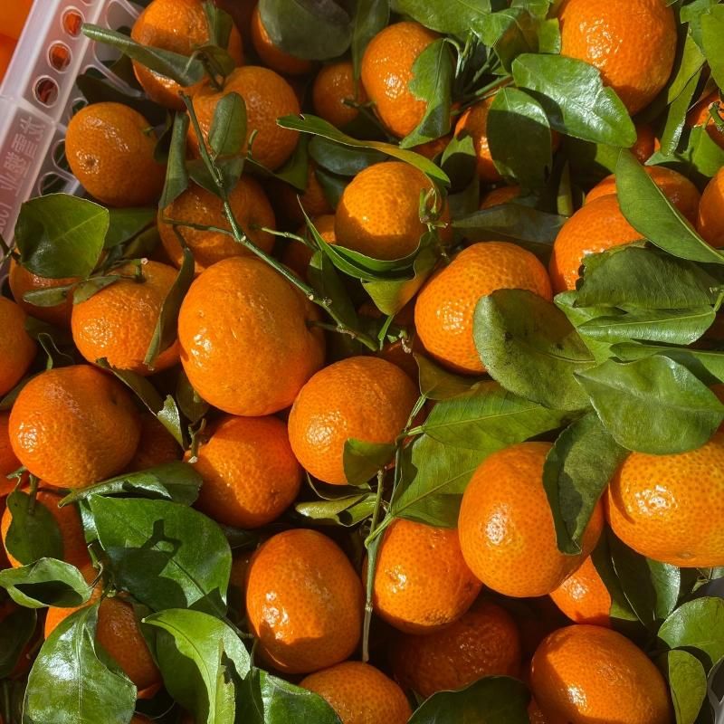 Мини мандарины 