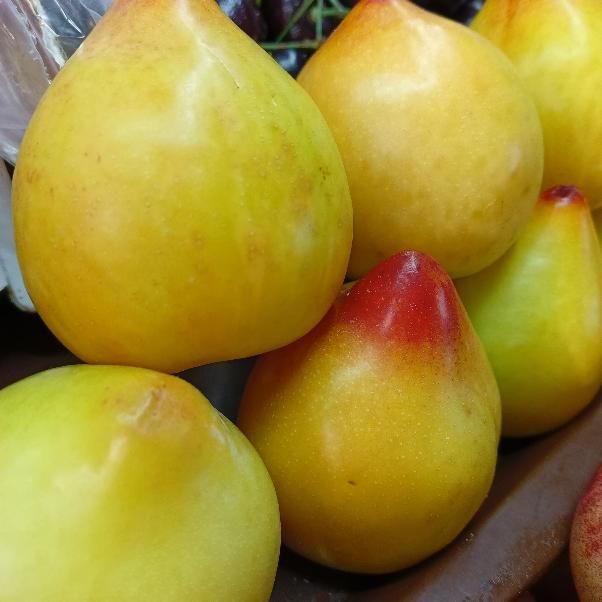 Слива жёлтая сорт Утка 