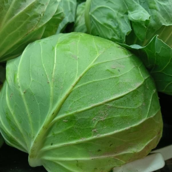 Капуста молодая 