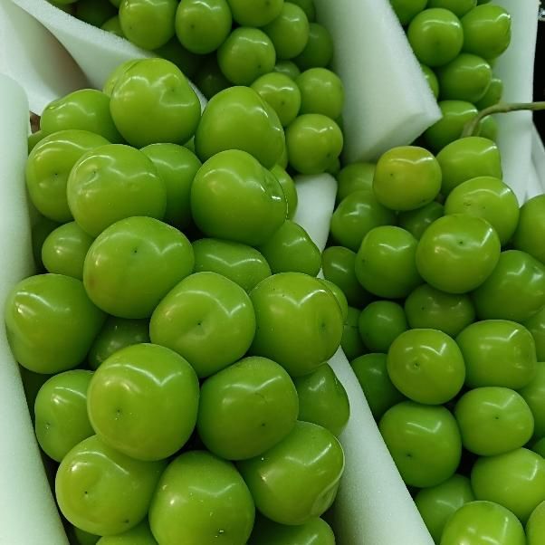 Виноград мускат 