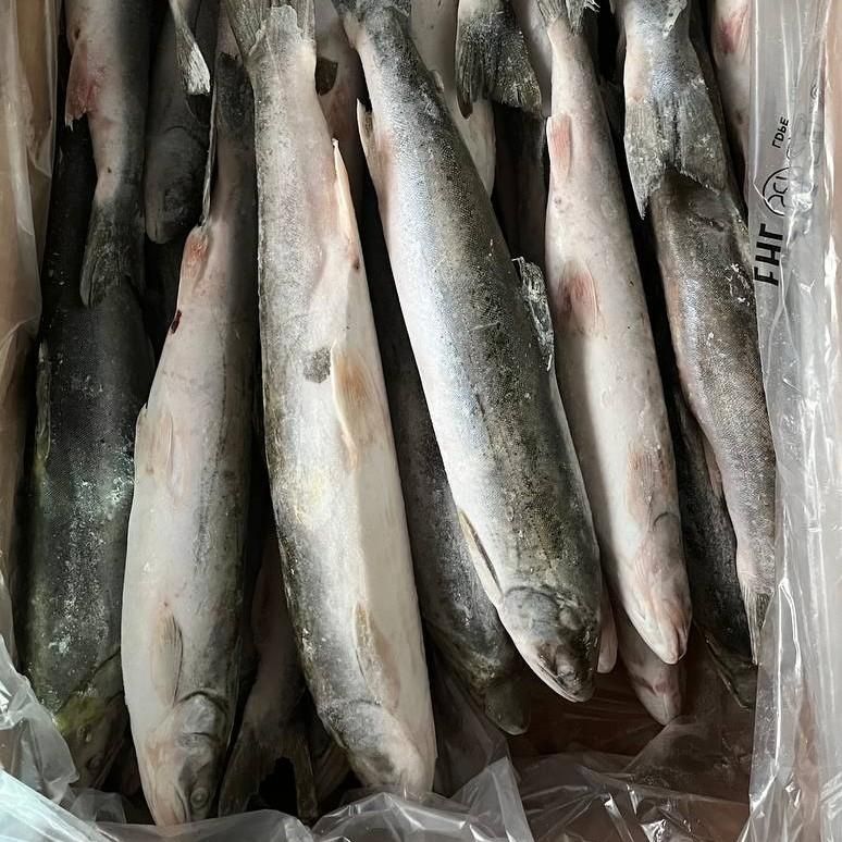 ГОЛЕЦ СВЕЖЕМОРОЖЕНЫЙ 30+ 